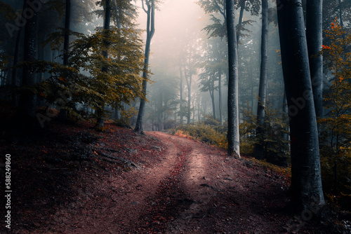 Spooky dark trail in foggy forest. Horror landscape with strange fog in the background