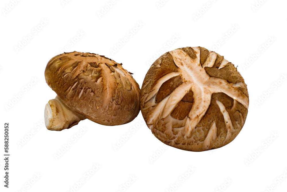 Whole Shiitake mushroom fresh tasty fragrant on png background Whole Shiitake mushroom fresh tasty fragrant on png background