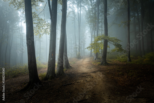 Fototapeta Naklejka Na Ścianę i Meble -  Dark foggy forest. Creepy misty woods. Dark trail in the woodland. Spooky fog in the misty forest
