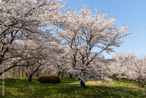 tree blossom