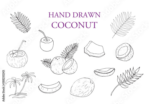 Coconut and leaf set, outline icon vector illustration. Hand drawn whole coconut and cut into slices.