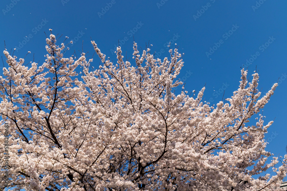 snow covered branches