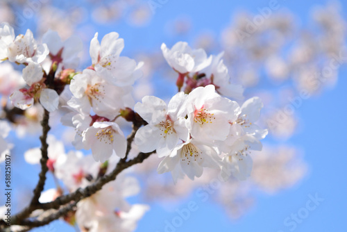 桜の花びらアップ