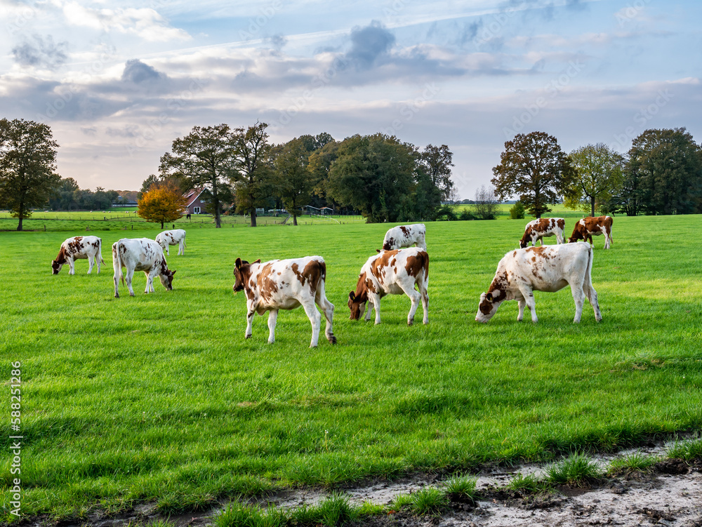 Fototapeta premium Young reddish brown dairy cows grazing on meadow in countryside near Denekamp, Overijssel, Netherlands