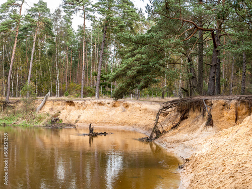 Dinkel river and pine trees in nature reserve Lutterzand, De Lutte, Overijssel, Netherlands