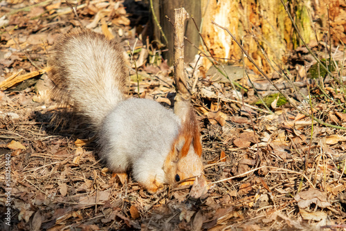 fluffy squirrel on an autumn background © Наталья Удалова