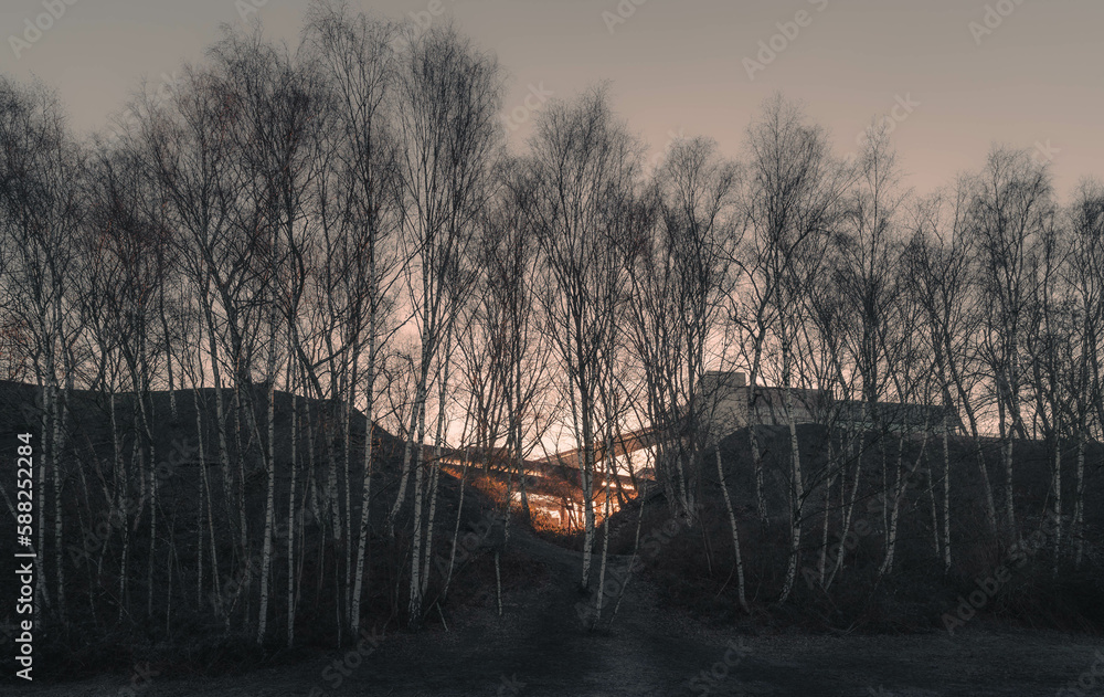 Birkenwald auf dem Zollverein Gelände