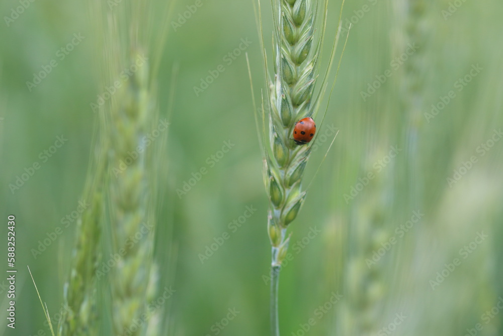 beautiful ladybug with red and yellow wheat on green nature background
