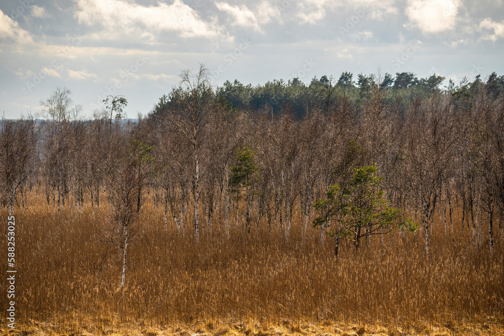 Moorlandschaft in der Lausitz, das Dubringer Moor 3 Moorlandschaft in der Lausitz, das Dubringer Moor 3