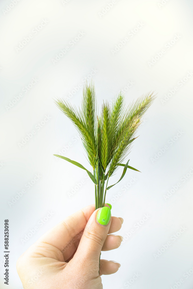 A female hand holds a bunch of barley A female hand holds a bunch of barley