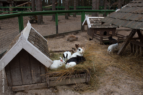 Many rabbits eat grass near their hut © Donalda La Fey