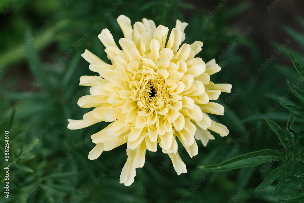 Yellow flower marigolds close-up in summer in the garden Yellow flower marigolds close-up in summer in the garden