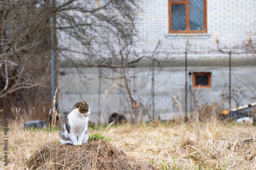 Obraz premium A yard cat sits on a pile of last year's dry grass against the background of a brick house in blur.