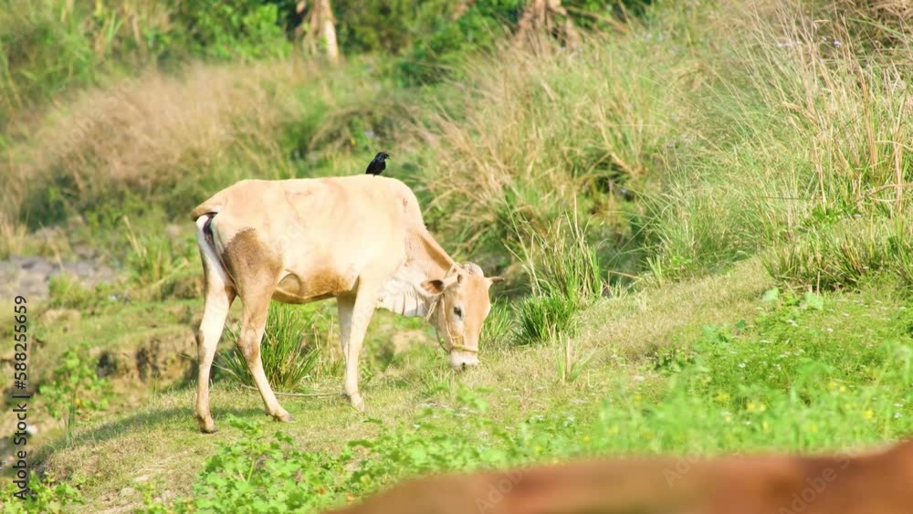 Domesticated cattle and drongo bird together while cow grazes in sunlit field Domesticated cattle and drongo bird together while cow grazes in sunlit field