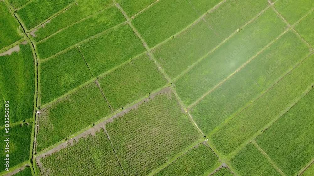 Aerial view of watered rice paddy fields in Canggu, Badung, Bali. Lush farmland with growing plants in rural area on windy, sunny day. Scenic landscape Drone top down, bird's eye view flying forward Aerial view of watered rice paddy fields in Canggu, Badung, Bali. Lush farmland with growing plants in rural area on windy, sunny day. Scenic landscape Drone top down, bird's eye view flying forward