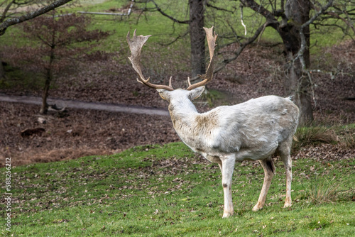 white deer in knole park