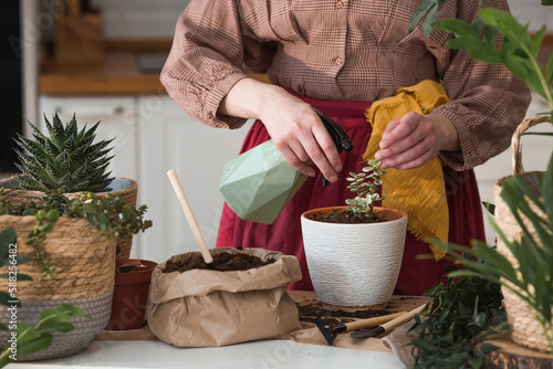 A young woman in vintage clothes in the interior of the kitchen carefully looks after, transplants and waters indoor plants. Girl's hands and plants close-up. Garden.