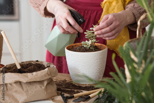 A young woman in vintage clothes in the interior of the kitchen carefully looks after, transplants and waters indoor plants. Girl's hands and plants close-up. Garden.