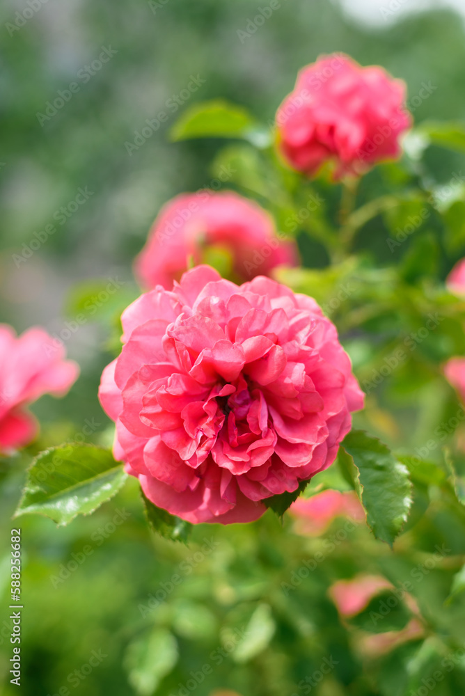 Pink climbing rose grows in the garden in summer