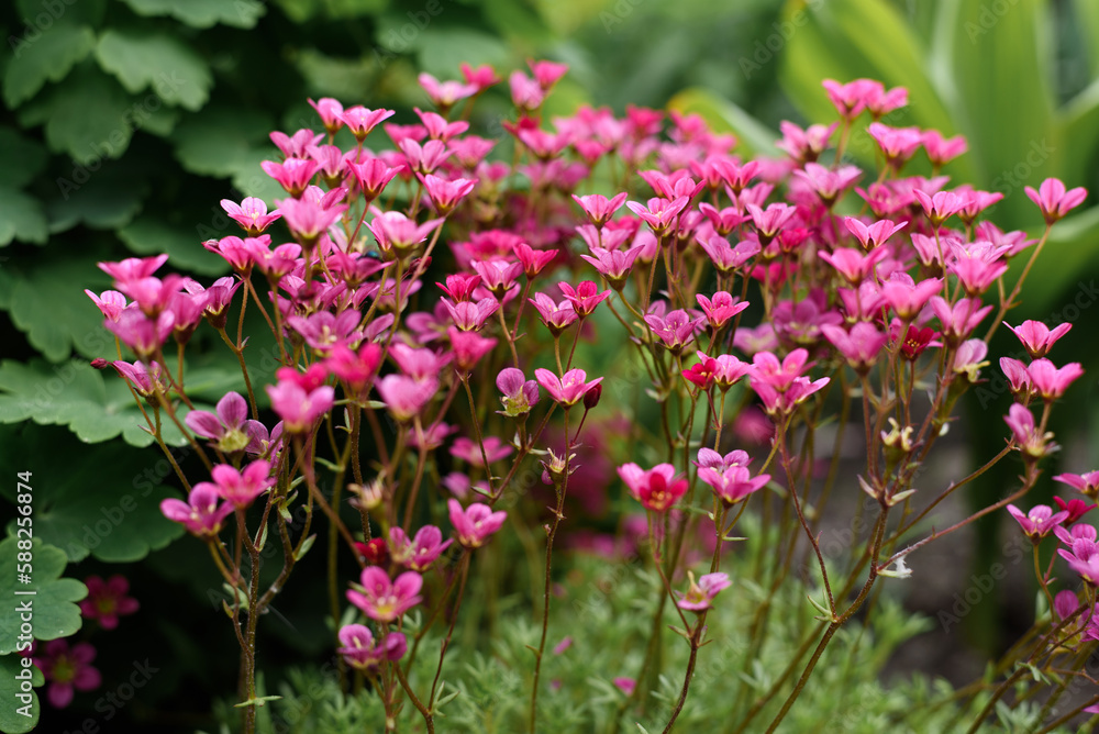 Pink saxifrage flowers bloom in the garden in spring