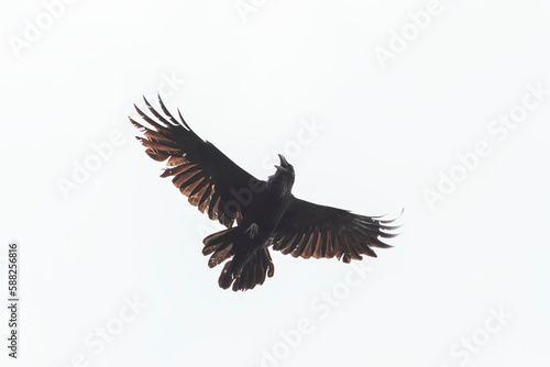 Raven beautifully spreading its wings isolated on white background
