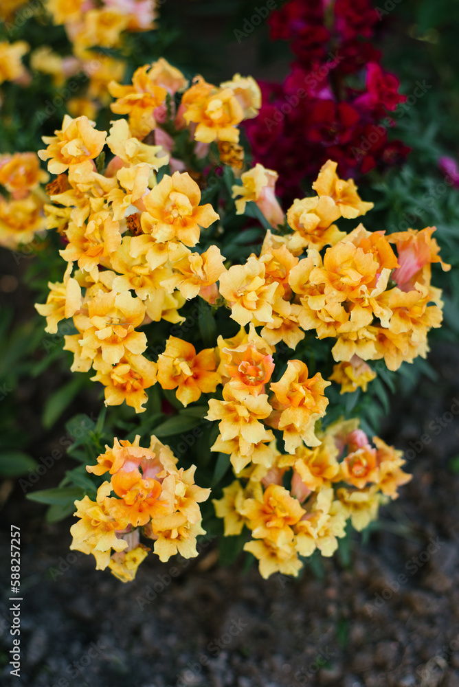 Yellow orange terry Antirrhinum grow in the garden in summer Yellow orange terry Antirrhinum grow in the garden in summer