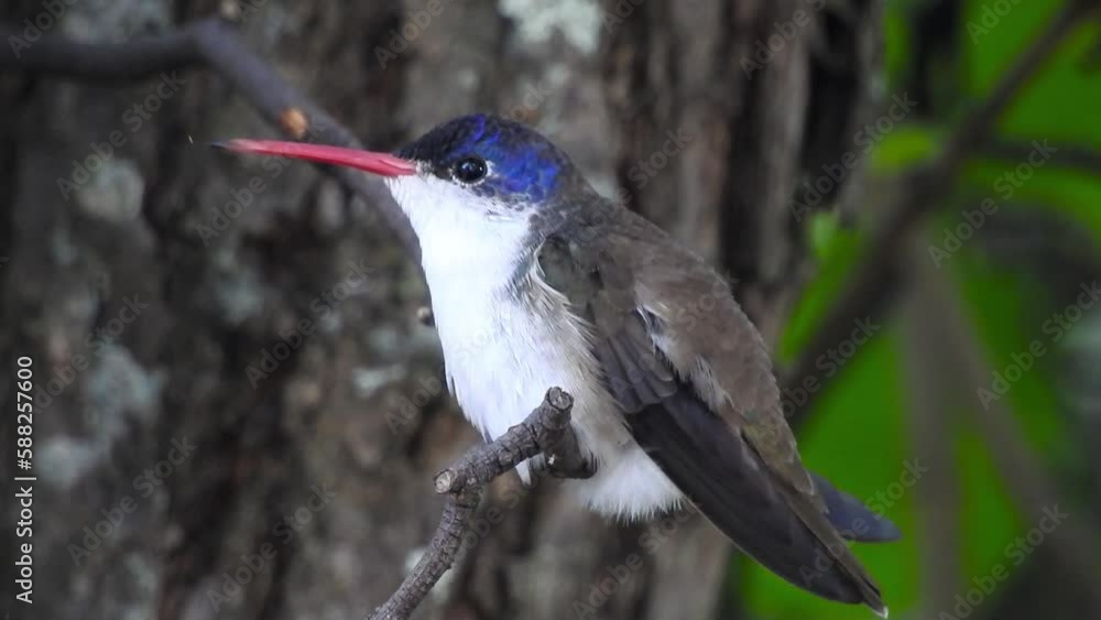Hummingbird, Azure-crowned, colibrí corona violeta, Amazilia violiceps ...