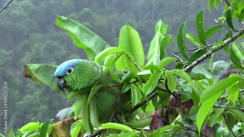 Mealy Parrot, Amazona farinosa, Loro Corona Azul moving by branch with a background of jungle with fog. Uxpanapa, Veracruz, México. photo