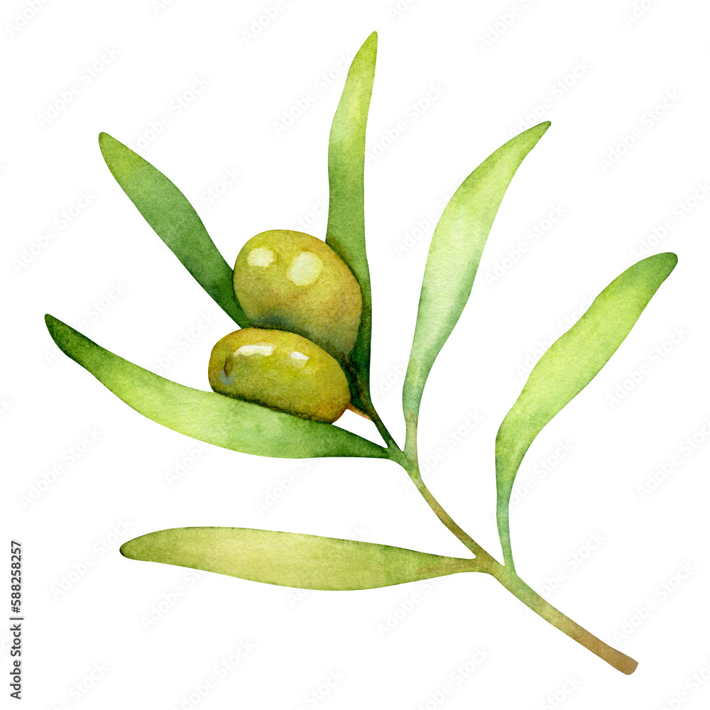 Watercolor floral illustration of olive branch with green olives isolated on a white background.
