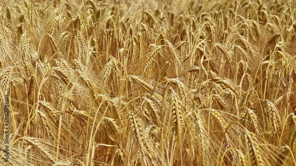Ripe Ears of wheat grow in the field, stagger in the wind.The concept of food, business, agriculture, grain, bread, agronomist, farmer, harvest, fertilizer, planting, growing, baking, flour,nature,bio Ripe Ears of wheat grow in the field, stagger in the wind.The concept of food, business, agriculture, grain, bread, agronomist, farmer, harvest, fertilizer, planting, growing, baking, flour,nature,bio