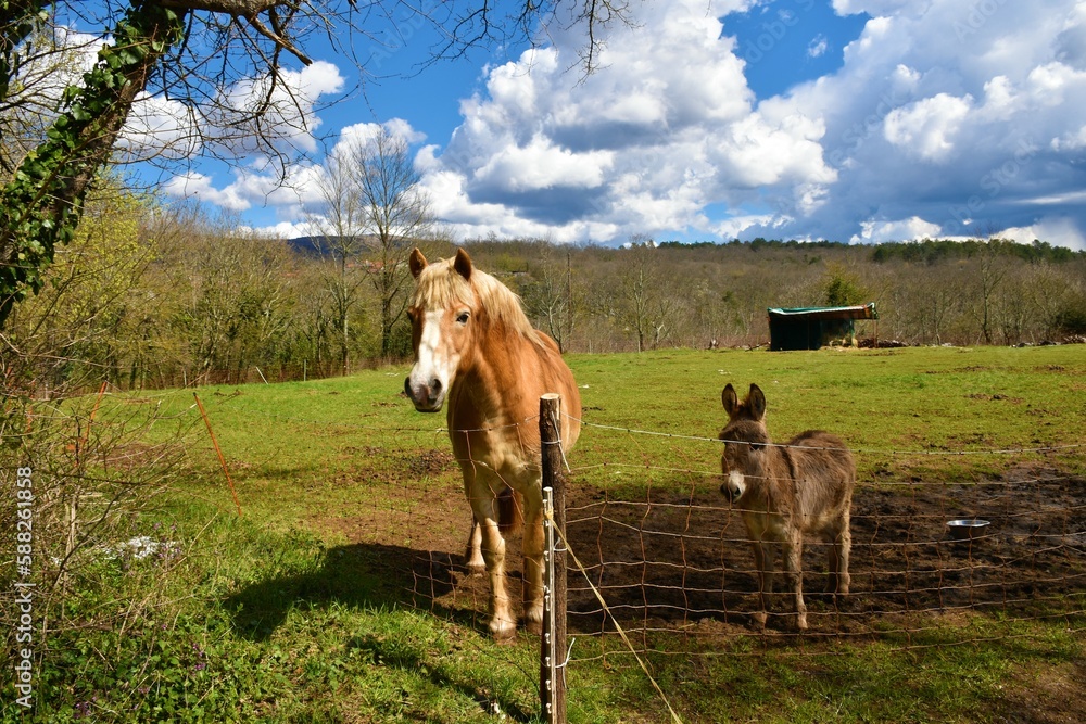 Cute light brown horse and a donkey a meadow with forest behind in Primorska, Slovenia