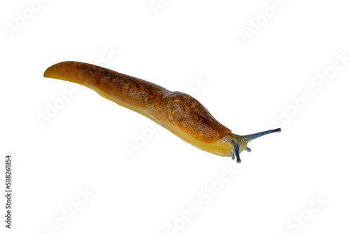 Slug snail isolated on a white background