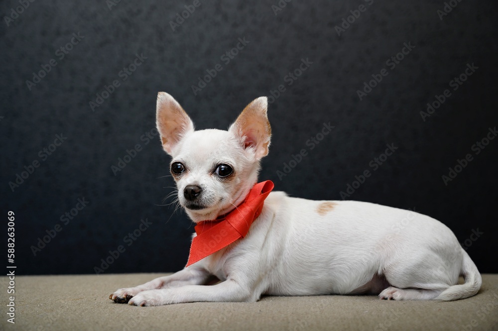 A chihuahua dog lies sideways on a gray couch with a bright red ribbon around its neck in the form of a small tie. A chihuahua dog lies sideways on a gray couch with a bright red ribbon around its neck in the form of a small tie.