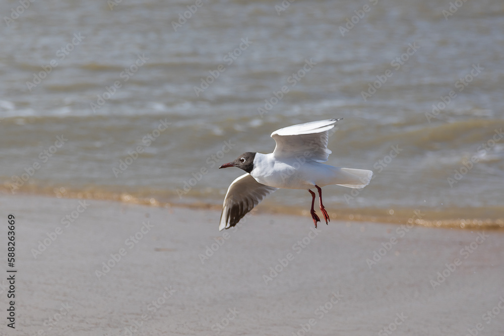 A seagull (larum) flies slightly above the coastline of the North sea with light waves in the background A seagull (larum) flies slightly above the coastline of the North sea with light waves in the background