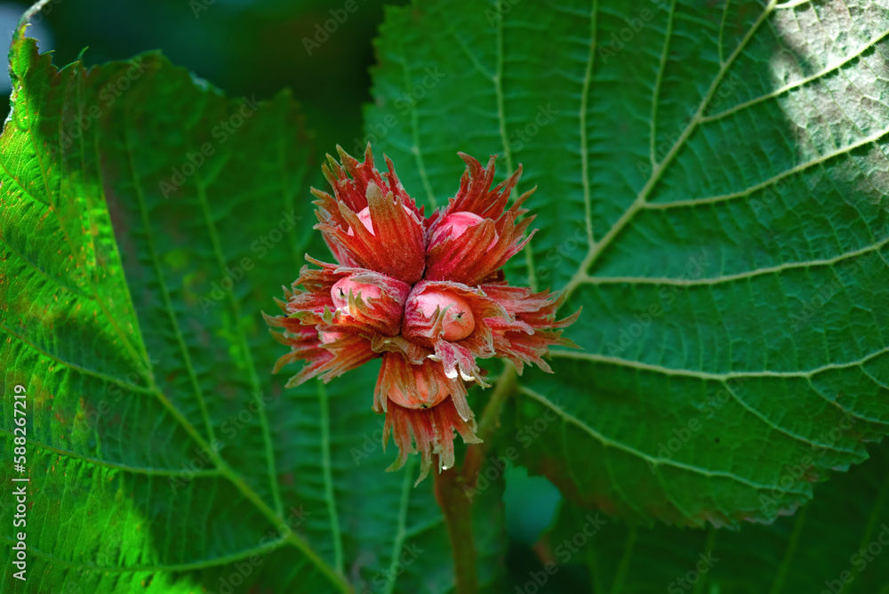 Red hazelnut harvest on tree branch. Ripe red hazelnut nuts. Hazel tree. Red hazelnut harvest on tree branch. Ripe red hazelnut nuts. Hazel tree.