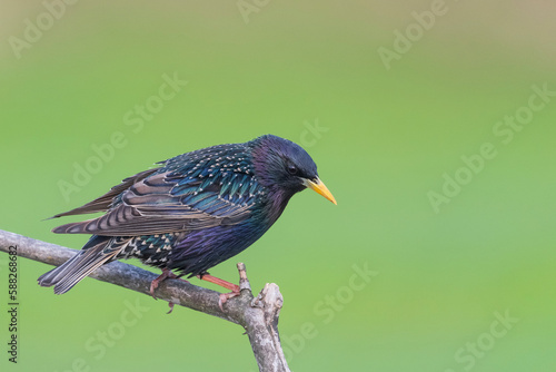 Bilde på lerret Common starling