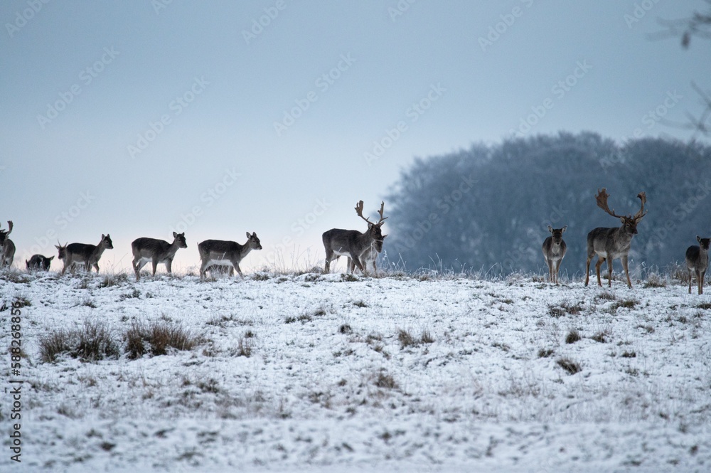 Beautiful shot of a herd of moose walking on a snow field during winter Beautiful shot of a herd of moose walking on a snow field during winter