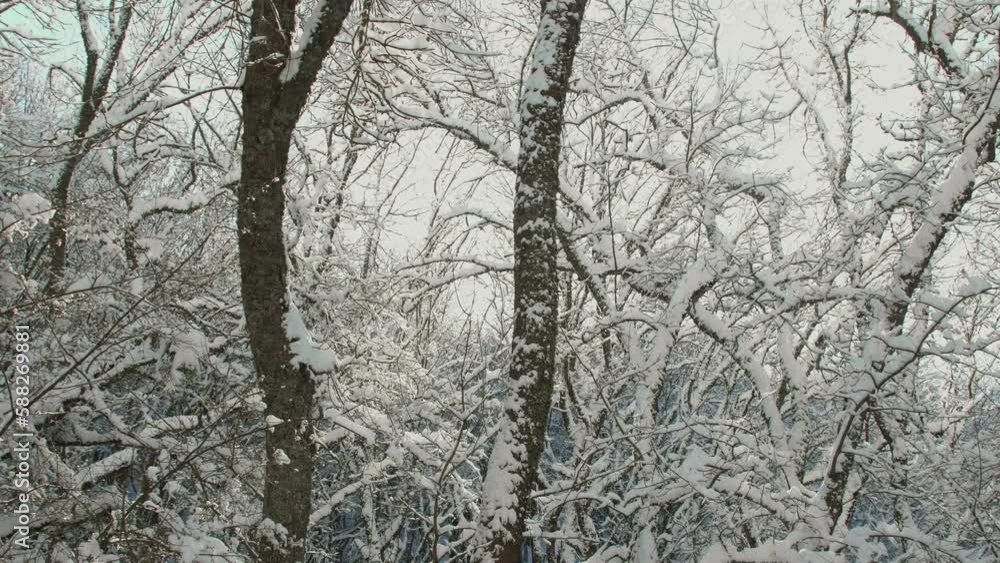 Winter forest in the snow. The rays of the sun shine through the branches of trees. Bright winter sun glare. Fabulous footage for winter video greetings and wishes for the holidays Winter forest in the snow. The rays of the sun shine through the branches of trees. Bright winter sun glare. Fabulous footage for winter video greetings and wishes for the holidays