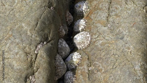 Waterford copper Coast rockpools at low tide little worlds within worlds photo