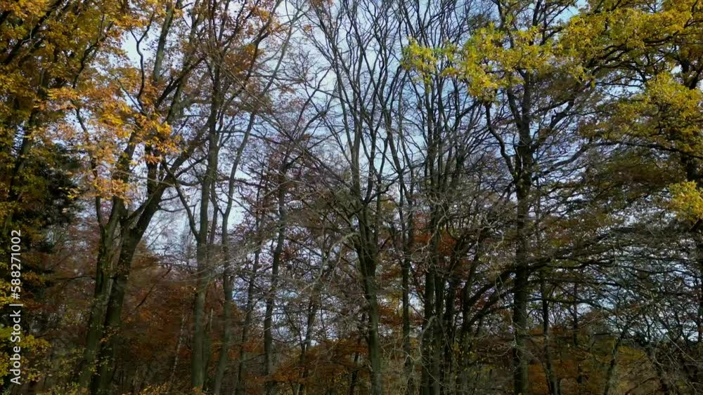 Autumn trees with sky on the background Autumn trees with sky on the background