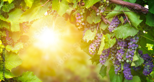 Vineyard landscape with grapes on the sunset. Copy space