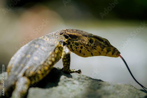 An Baby Asian water monitor (Varanus salvator), in river wet rock, west java, Indonesia, Asia photo