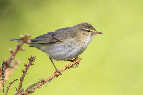 willow warbler