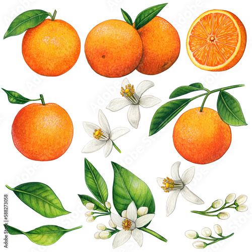 Obraz na płótnie watercolor hand drawn realistic oranges and orange flowers
