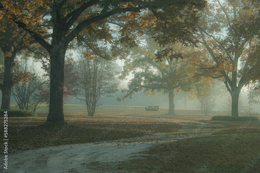 a tranquil park setting with trees in a light fog