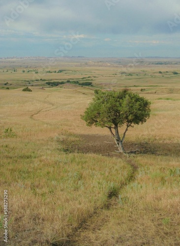 a lonely tree sitting on the top of a hill in an open field