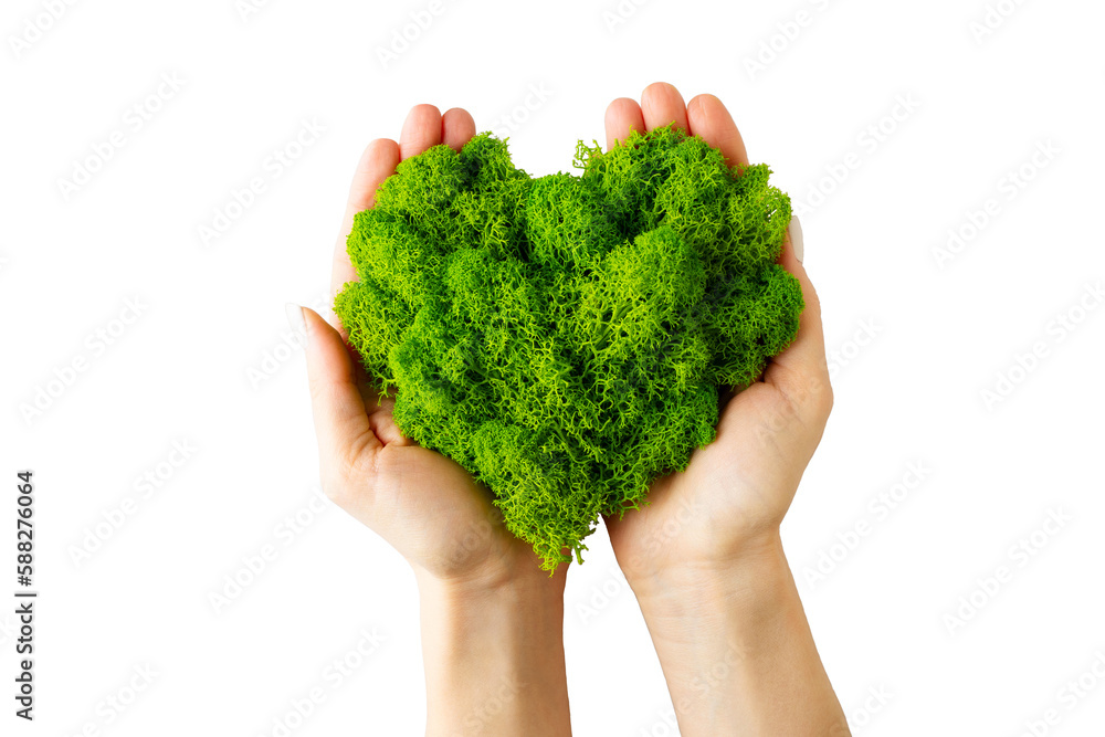 World earth day concept with hands holding green plant heart on transparent background , flat lay, top view, banner - obrazy, fototapety, plakaty 