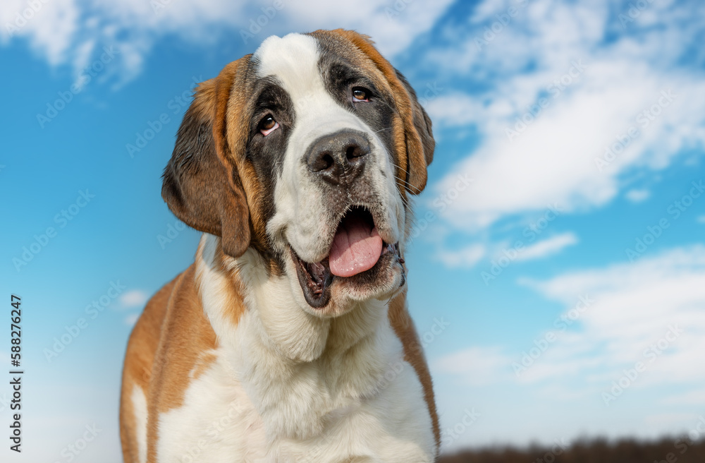 portrait of a dog