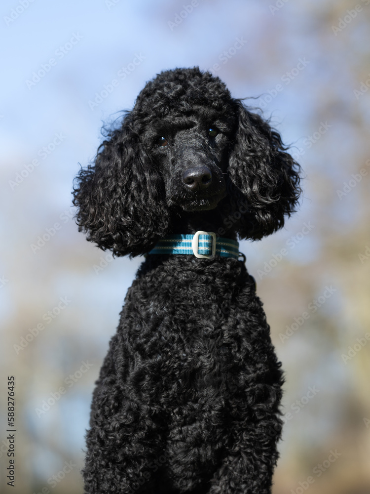 black dog black dog