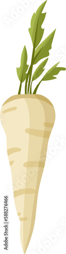 Petersilienwurzel